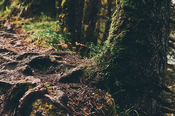 Waldweg mit moosbewachsenen Baumstämmen und Wurzeln in Heiterwang im Herbst