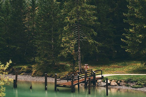 Holzsteg am Heiterwanger See umgeben von grünen Nadelbäumen im Herbst